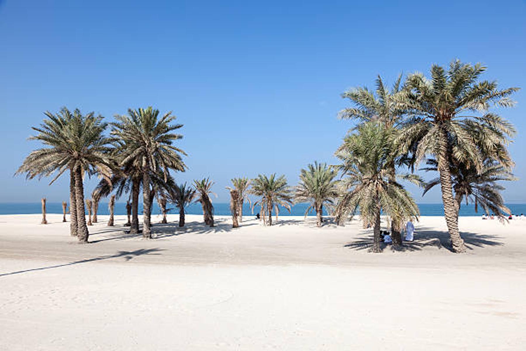 Beautiful beach with palm trees in Umm Al Quwain, United Arab Emirates