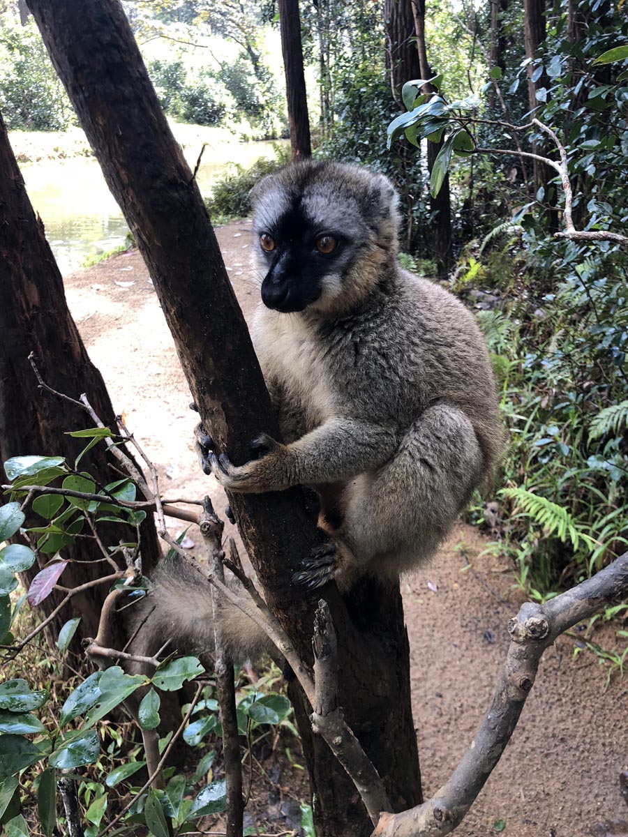 Мадагаскар (30)