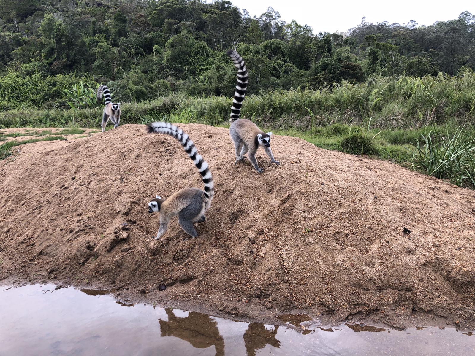 Мадагаскар (32)